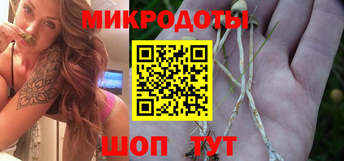 Псилоцибиновые грибы Psilocybe Сарапул